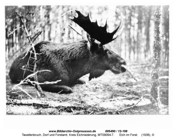 Tawellenbruch, Elch im Forst