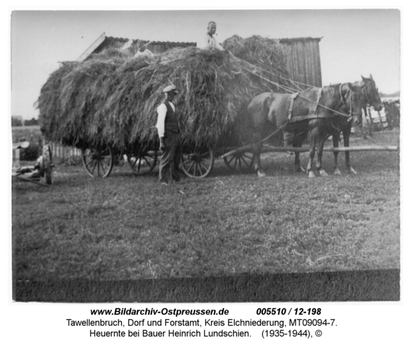 Tawellenbruch, Heuernte bei Bauer Heinrich Lundschien