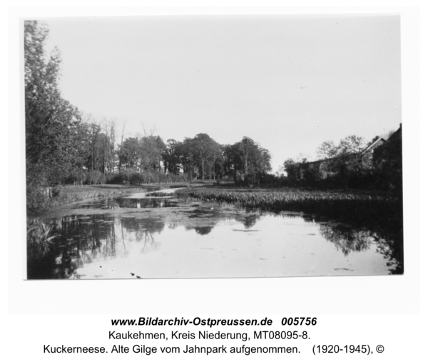 Kuckerneese. Alte Gilge vom Jahnpark aufgenommen