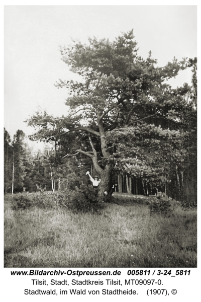 Tilsit, Stadtwald, im Wald von Stadtheide