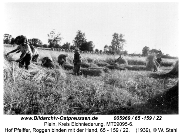 Plein, Hof Pfeiffer, Roggen binden mit der Hand, 65 - 159 / 22