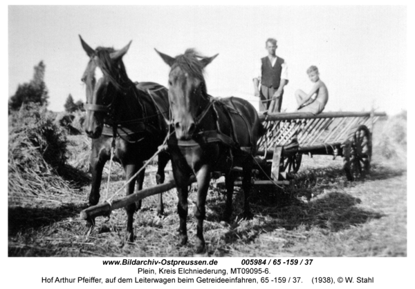 Plein, Hof Arthur Pfeiffer, auf dem Leiterwagen beim Getreideeinfahren, 65 -159 / 37