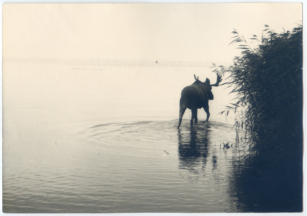 Kurische Nehrung, Elch im Haff bei Schwarzort