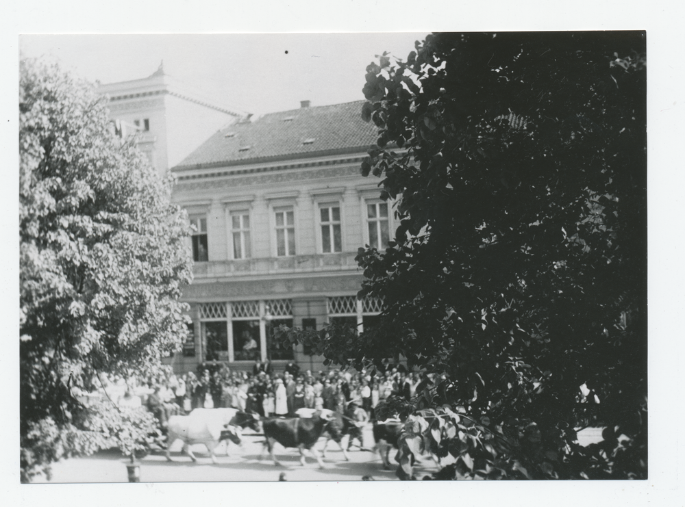 Tilsit, Kolonialtagung am 22.05.1932, Ochsengespann am Hohen Tor