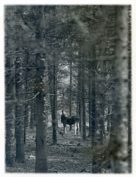 Kurische Nehrung, Elch