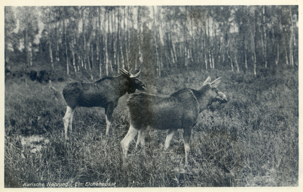 Kurische Nehrung, Elchehepaar