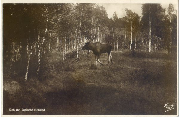 Kurische Nehrung, Elch ins Dickicht ziehend