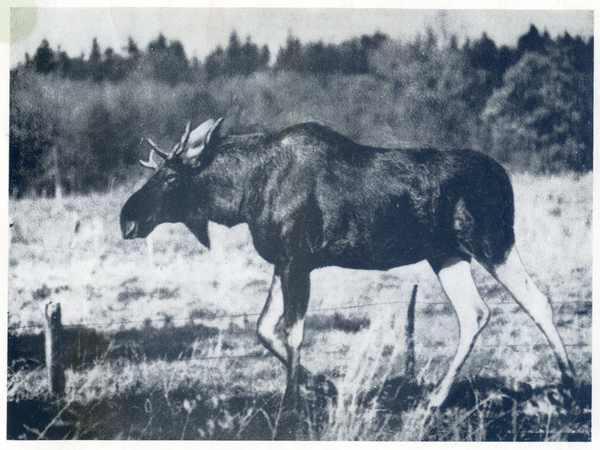 Kurische Nehrung, Elch