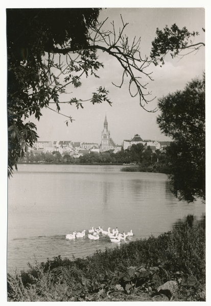 Lyck, Gänse auf dem Lycker See, Blick auf die Stadt mit Kirche