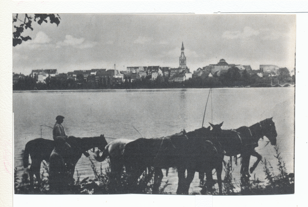 Lyck, Reiter mit Pferden im Lycker See, mit Blick auf die Stadt