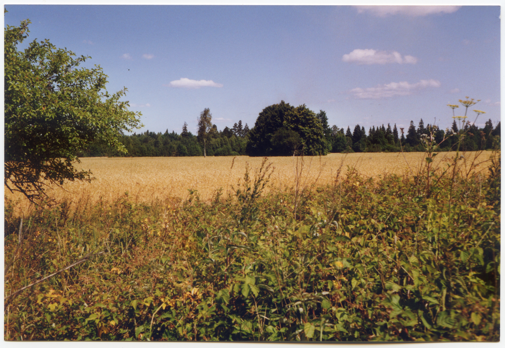 Lindbach, Linden im Roggenfeld