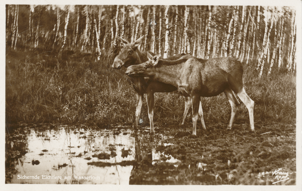 Kurische Nehrung, Sichernde Elche am Wasserloch