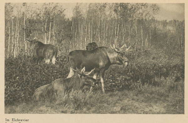 Kurische Nehrung, Im Elchrevier