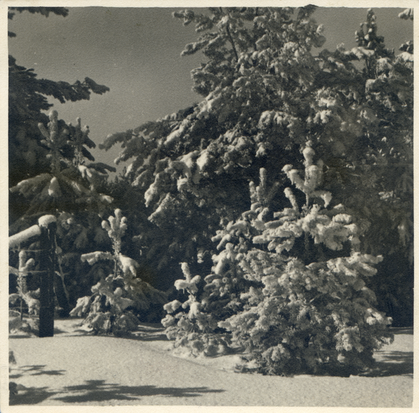 Gehsen, Winterwald bei Gehsen an der Grenze