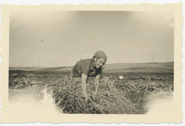 Obrotten, Reichsarbeitsdienstlager 2/13, Hannelore Steinebach beim Garbenbinden