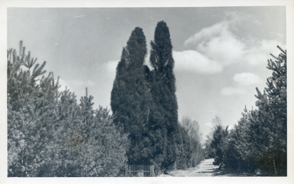 Lindenort, Waldweg