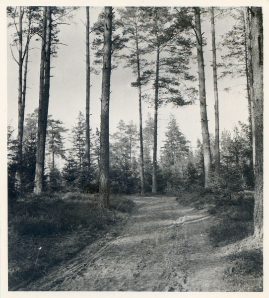 Königsberg, (Kreis) Kaporner Heide, Waldweg