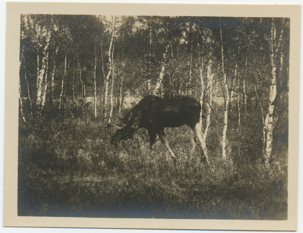 Kurische Nehrung, Äsender Elch