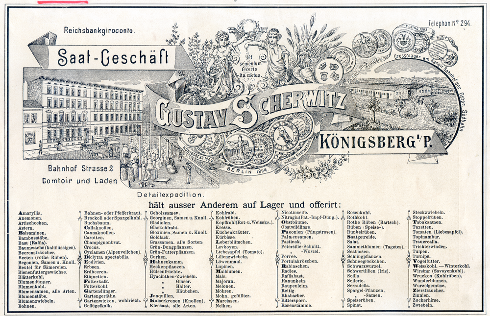 Königsberg (Pr.), Saat-Geschäft Gustav Scherwitz