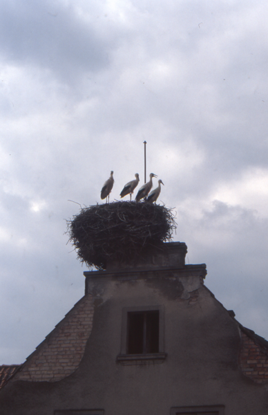 Ostpreußen, Hausgiebel mit Storchennest, wo??