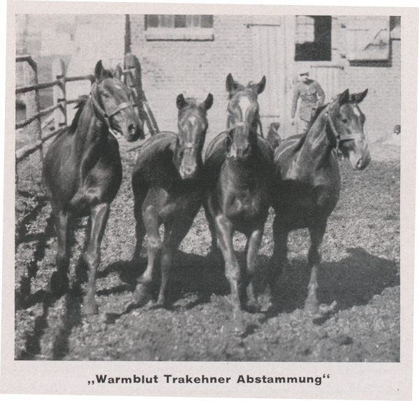 Georgenburg, Landgestüt, Warmblut Trakehner Abstammung