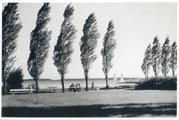 Lötzen, Pappeln am Löwentinsee