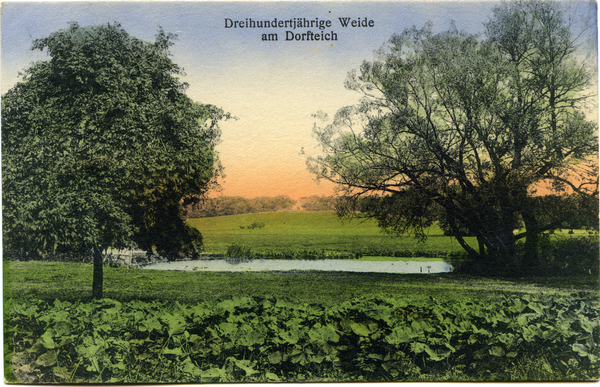 Steinort, Dreihundertjährige (?) Weide am Dorfteich