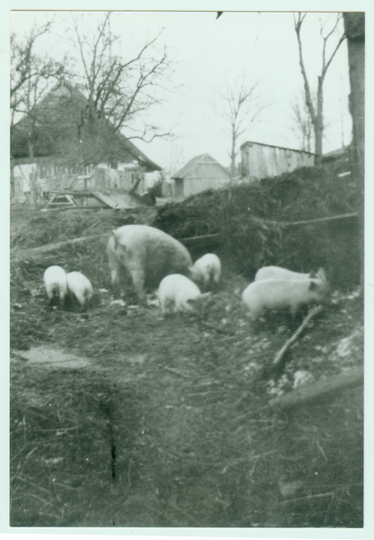 Kauken, Bauernhof  Perkuhn - Schweinezucht