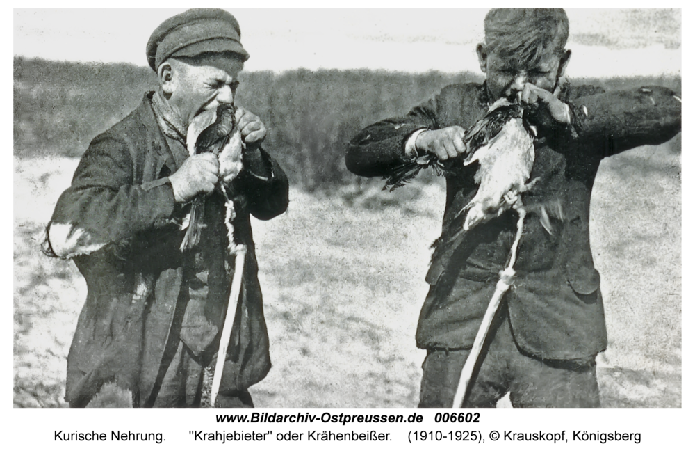 Kurische Nehrung, "Krahjebieter" oder Krähenbeißer