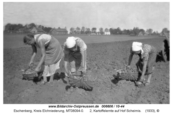 Eschenberg, 2, Kartoffelernte auf Hof Scheimis