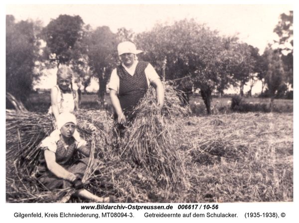 Gilgenfeld, Getreideernte auf dem Schulacker