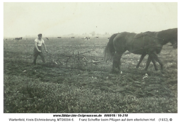 Wartenfeld, Franz Scheffler beim Pflügen auf dem elterlichen Hof