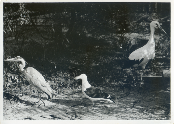 Rossitten Kr. Samland, Vogelwarte, Reiher, Möwe, Weißstorch