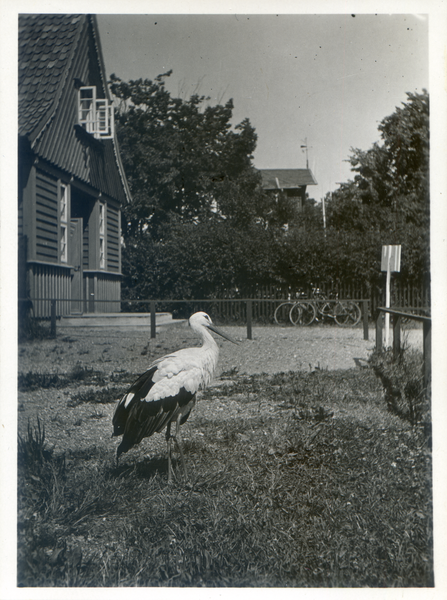 Rossitten Kr. Samland, Vogelwarte, Storch