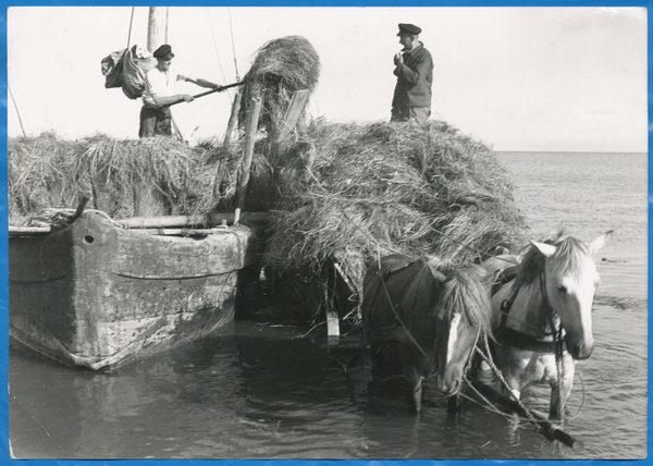 Pillkoppen, Heuernte mit dem Boot