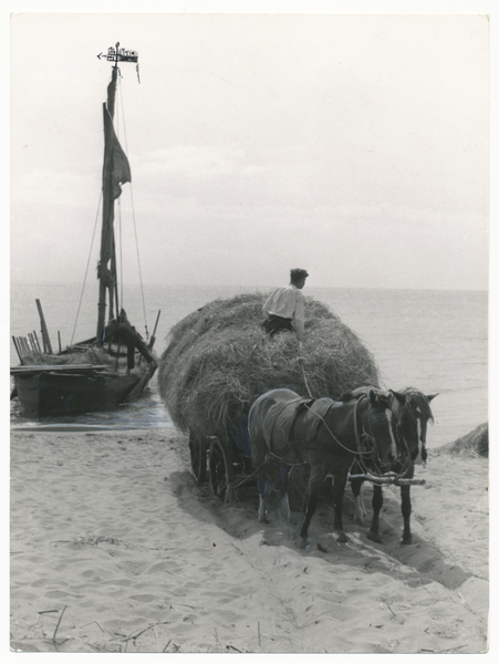 Pillkoppen, Heuernte mit dem Boot