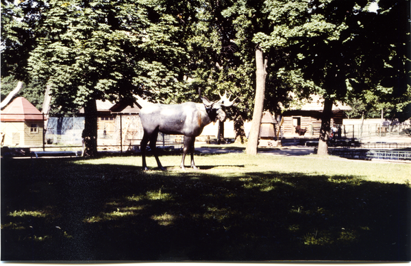 Königsberg (Калининград), Der Gumbinner Elch im Kaliningrader Zoo