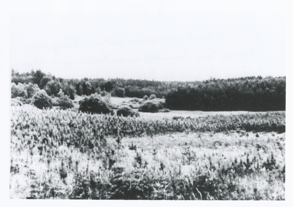 Peterswalde Kr. Heilsberg, Landschaft, Abweg zum Gehöft Franz Grunwald