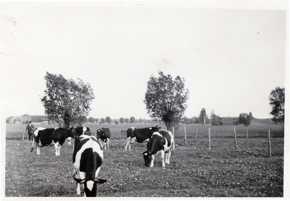 Groß Heinrichsdorf, Kühe auf der Weide bei Bauer Barsuhn