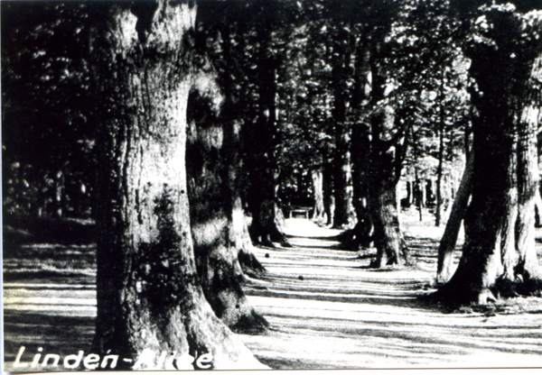 Arnau Kr. Samland, Postkarte, Gruß aus Arnau "Linden-Allee"