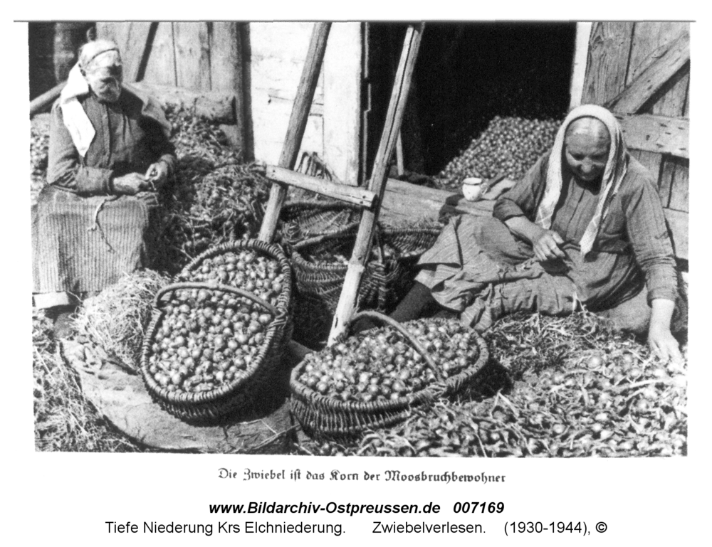 Tiefe Niederung, Zwiebelverlesen