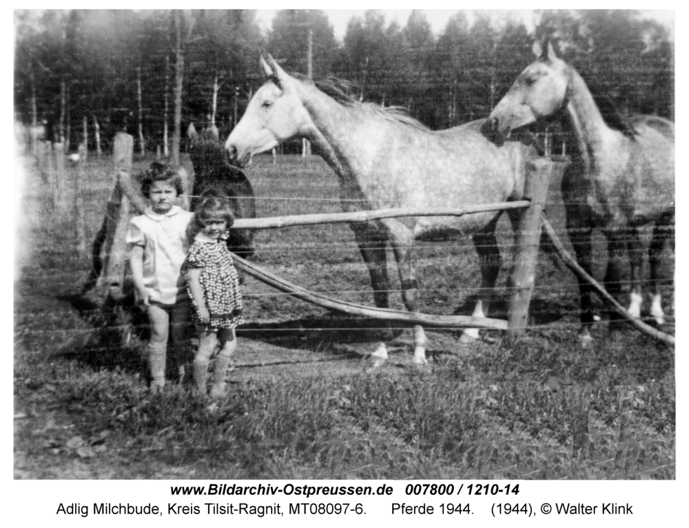 Adlig Milchbude, Pferde 1944