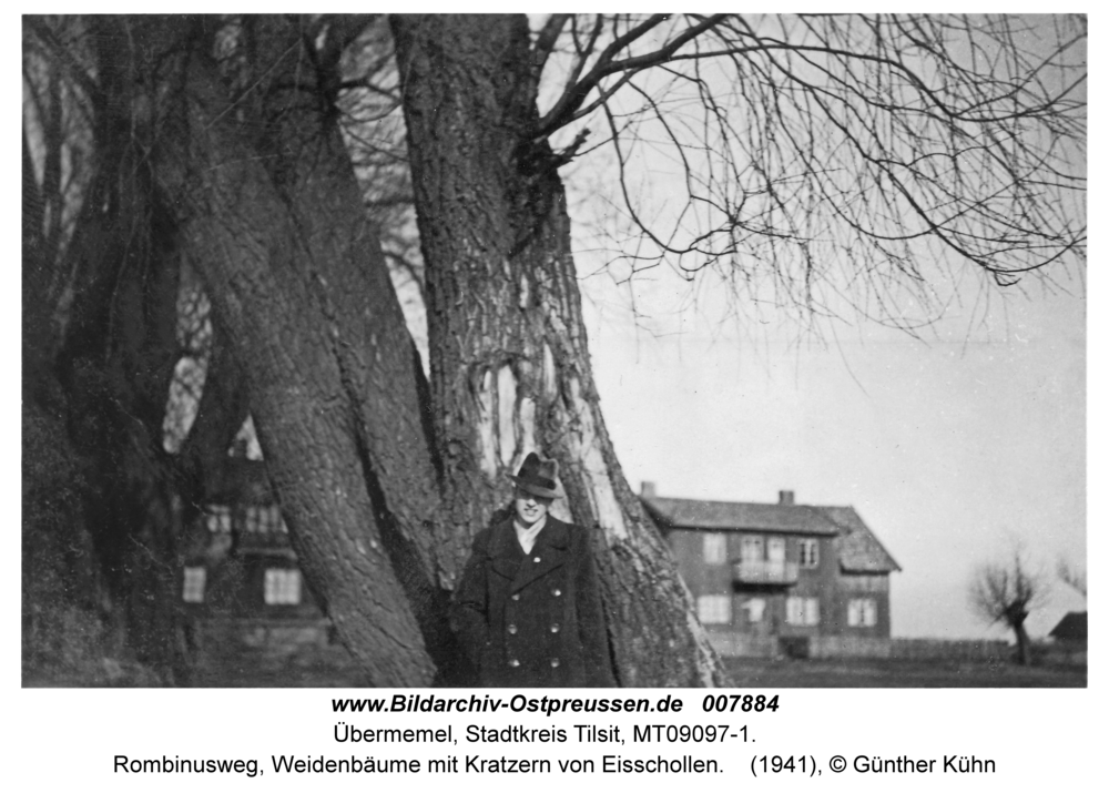 Tilsit Übermemel, Rombinusweg, Weidenbäume mit Kratzern von Eisschollen