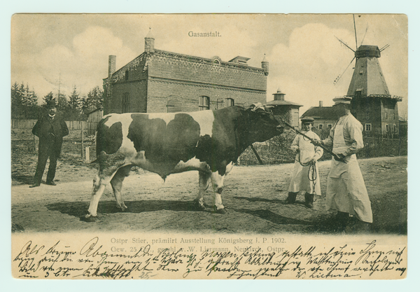 Neukirch 247, Prämierter Stier von der Königsberger Ausstellung
