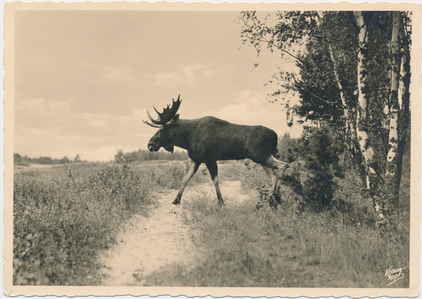 Kurische Nehrung, Elch in der Landschaft