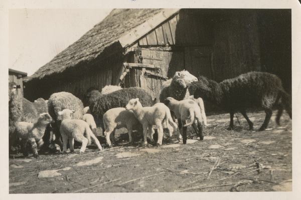 Kreislacken, Hof Otto Neumann, Schafe mit Lämmern am Schafstall