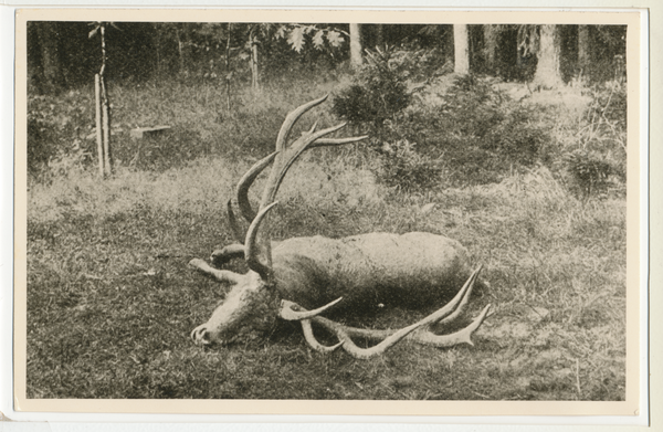 Rominter Heide, in der Brunftzeit erlegter Hirsch von Oberförster Paul Witte