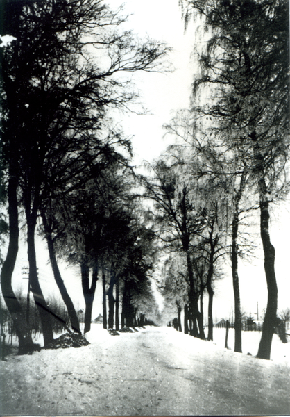 Weißenstein, Straße mit Birken rechts und links, in Richtung Borchersdorf