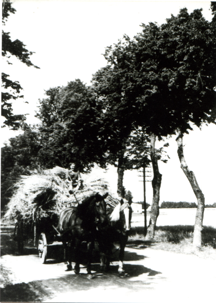 Weißenstein, voll beladener Erntewagen von Hof Glinka, mit Arbeitermaiden auf der Heimatfahrt zum Hof