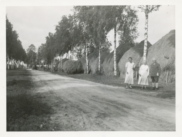 Timber, Birkenallee mit Heubergen am Straßenrand